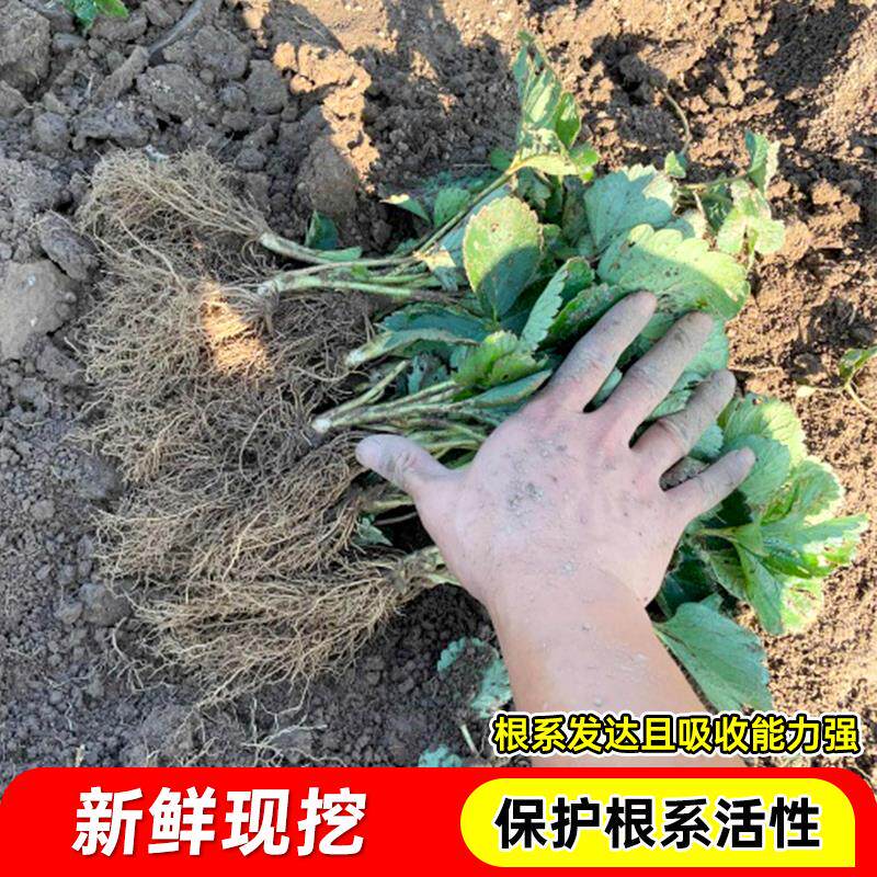 草莓秧四季结果草莓裸根果苗种植