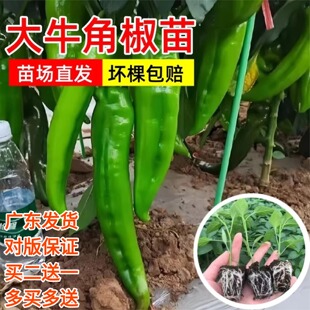 特大牛角椒种苗大果广东苗场直发粗壮辣椒苗阳台庭院种植辣椒秧苗