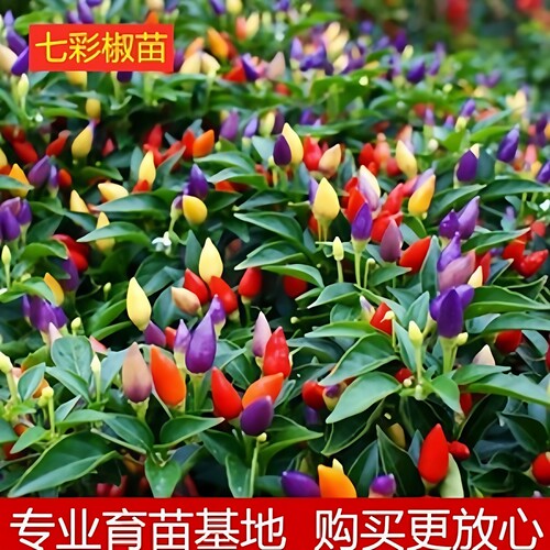 五彩七彩辣椒苗多彩椒苗四季盆栽