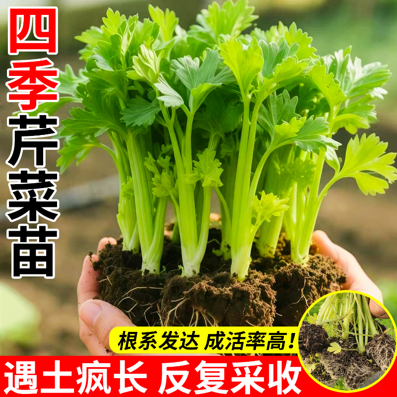 芹菜苗秧带土带根香芹苗四季种植