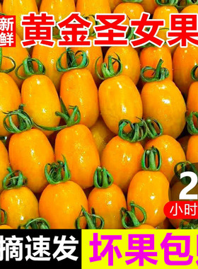 新鲜黄金圣女果5斤生吃黄色樱桃小番茄水果小西红柿千禧果1斤