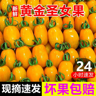 新鲜黄金圣女果5斤生吃黄色樱桃小番茄水果小西红柿千禧果1斤