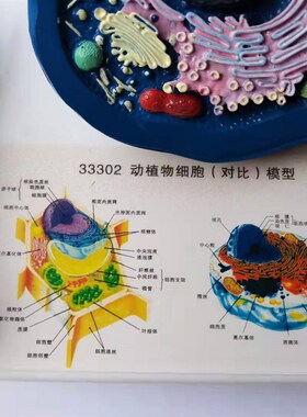 动植物细胞对比模型 动物细胞模型 植物细胞模型 PUVC制教学仪器