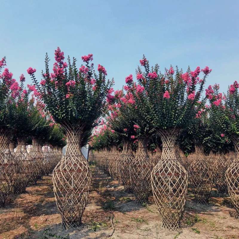 紫薇花瓶大红花造型四川基地 编艺植物编艺造型