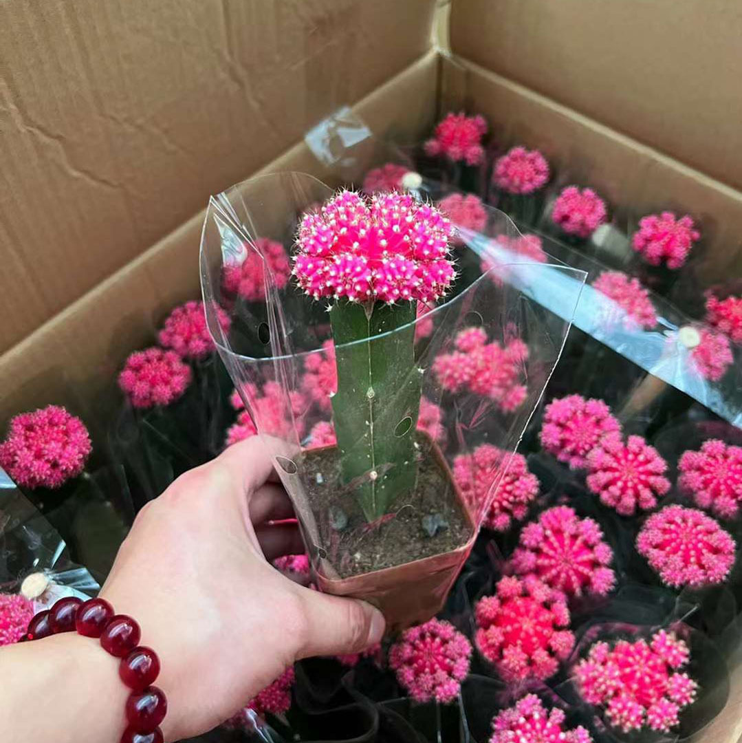 【基地直供】仙人球多肉植物小盆栽花卉居家绿植精品胭脂云