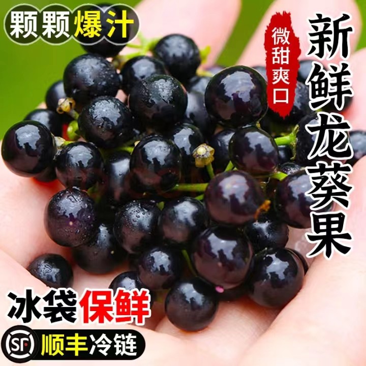 新鲜龙葵果非野生500克东北黑天天黑悠悠黑呦呦黑星星端端水果