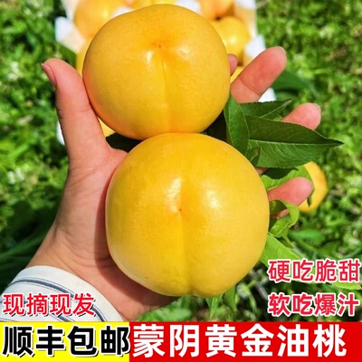 顺丰山东蒙阴黄金油桃新鲜水果当季现摘黄心油桃大黄桃脆桃硬桃子