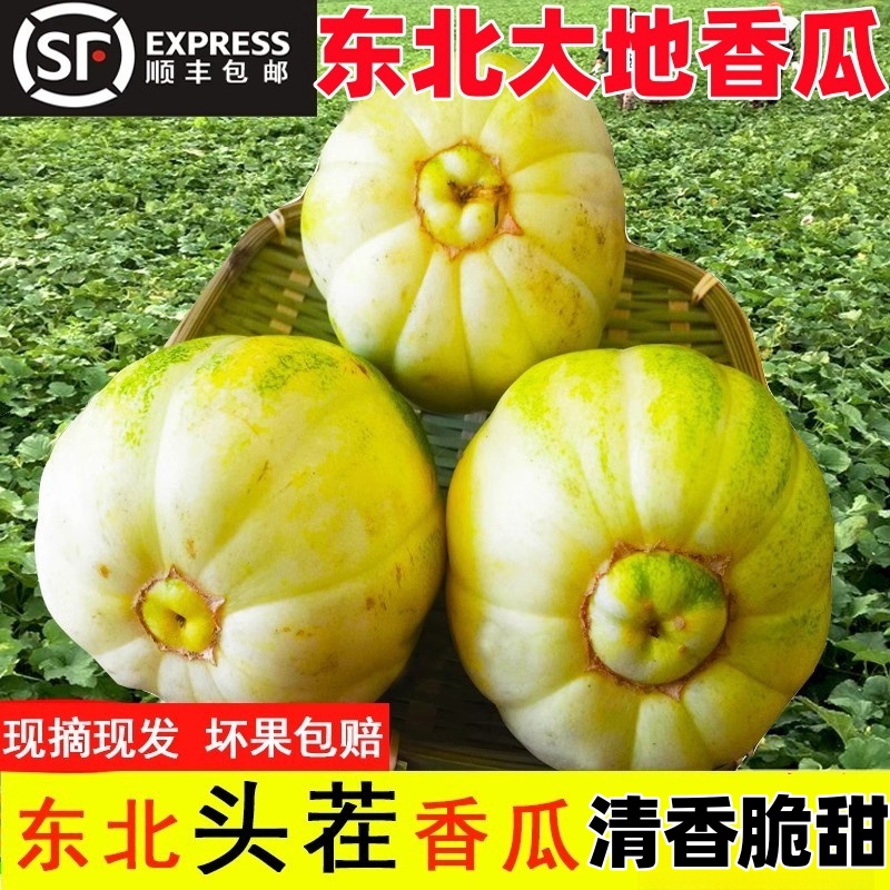 顺丰正宗东北大地香瓜特产小甜瓜新鲜现摘当季脆甜蜜瓜脆瓜白糖罐