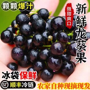 新鲜龙葵果东北黑天天黑燕悠嘿呦呦黑星星野葡萄端端罕见水果250g