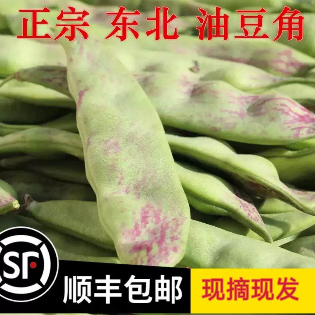 东北特产现摘新鲜油豆角当季蔬菜图片