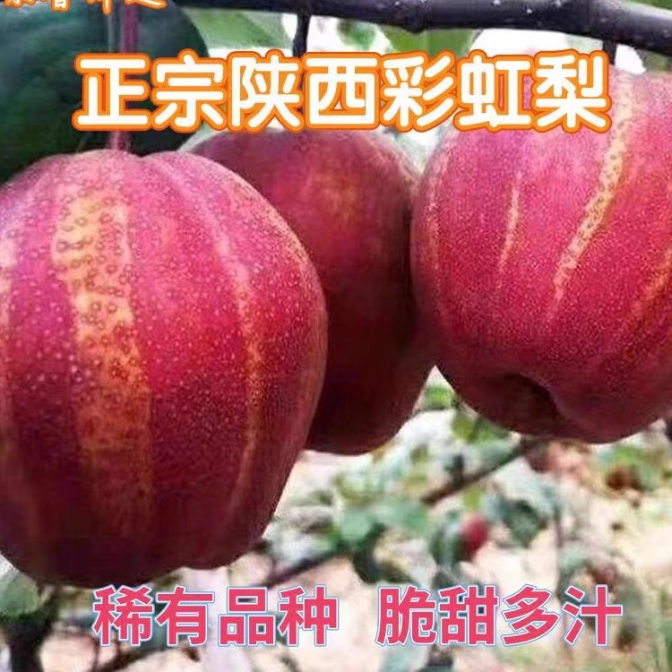 陕西彩虹梨脆甜新鲜现摘