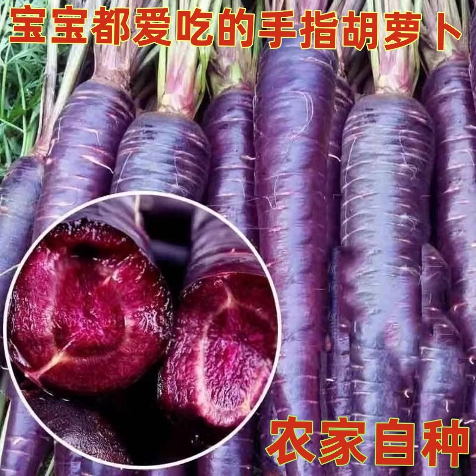 山东紫色紫玉水果胡萝卜新鲜蔬菜当季生吃花青素紫皮拇指胡萝卜5