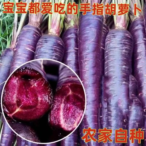 山东紫色紫玉水果胡萝卜新鲜蔬菜当季生吃花青素紫皮拇指胡萝卜5
