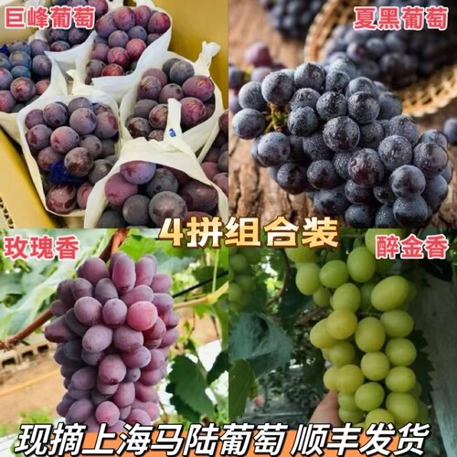 顺丰上海马陆葡萄现摘现发空运