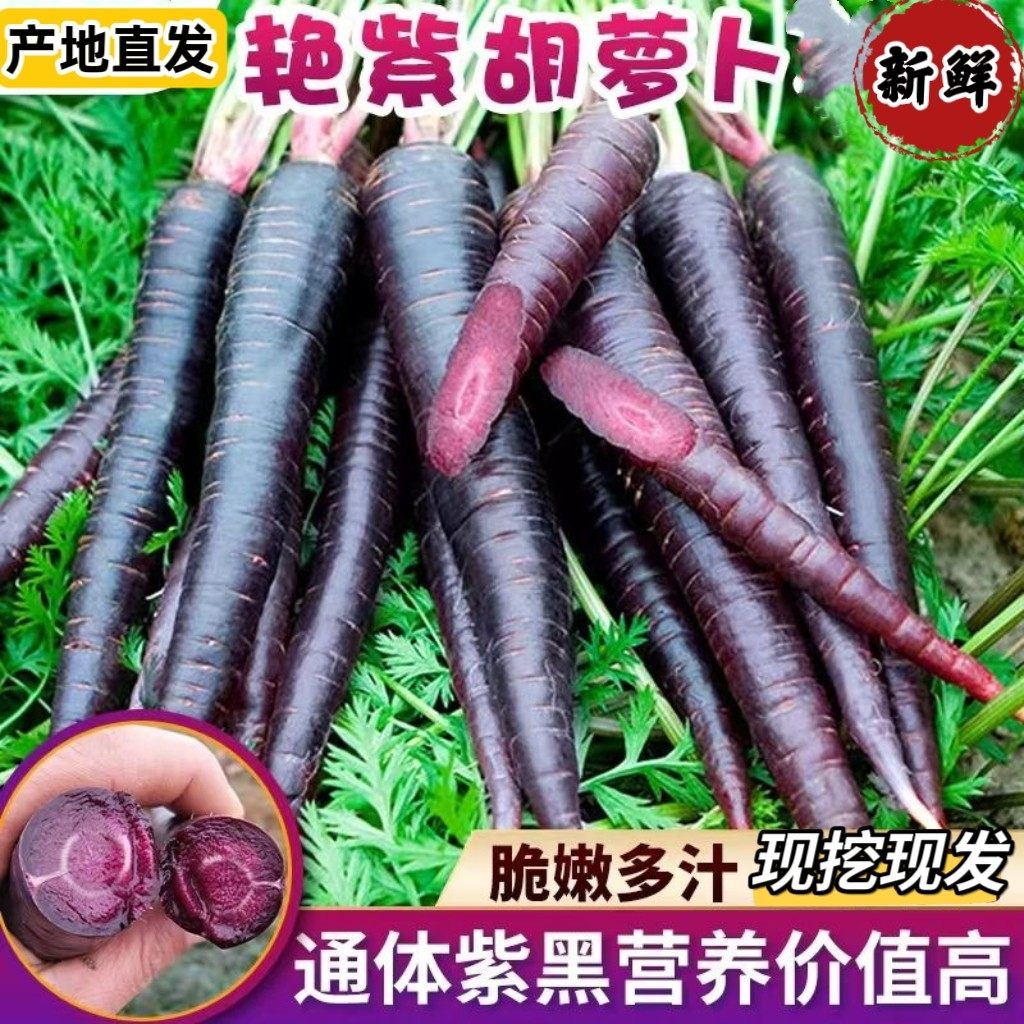 山东紫萝卜紫色水果胡萝卜新鲜蔬菜当季生吃花青素紫皮拇指胡萝卜
