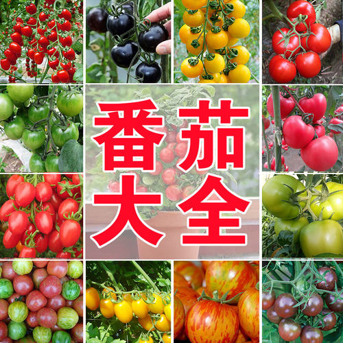 正宗山东寿光小番茄 现摘圣女果 组合装顺丰