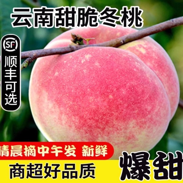 现摘新鲜云南大理冬桃晚熟桃子