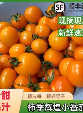 山东寿光特产世纪辉煌橙色小番茄西红柿生吃清甜千禧皮薄新鲜水果