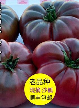 现摘黑鹅肝番茄顺丰老品种西红柿