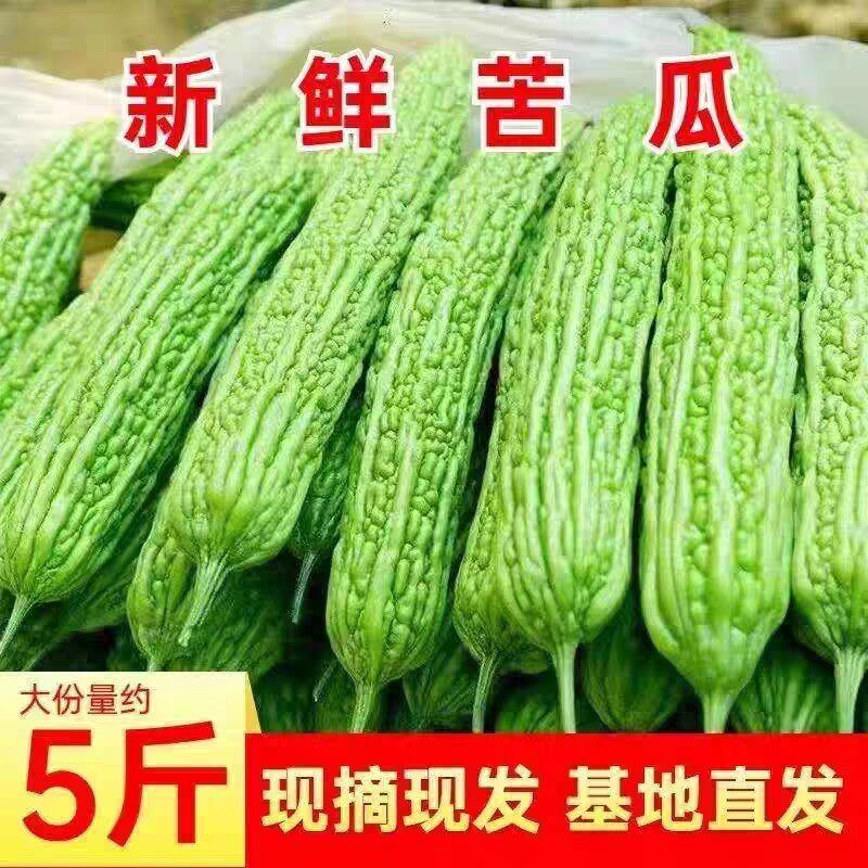 山东寿光新鲜苦瓜水果生吃凉拌小苦瓜绿色现摘榨汁农家自种蔬菜5
