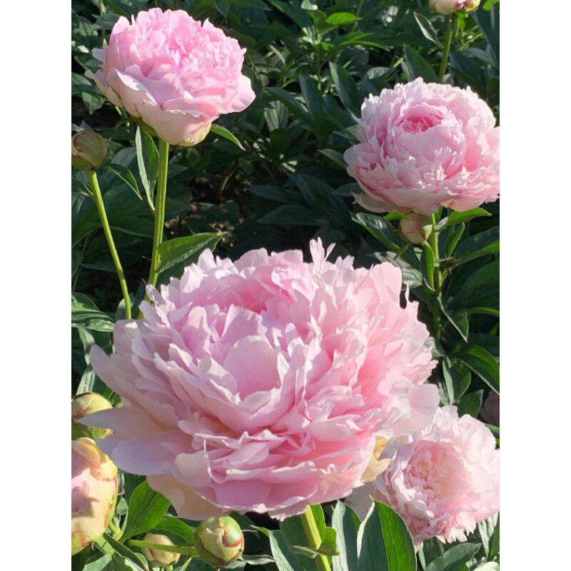重瓣观赏芍药花苗种根带芽多年生阳台盆栽四季耐寒庭院牡丹花植物