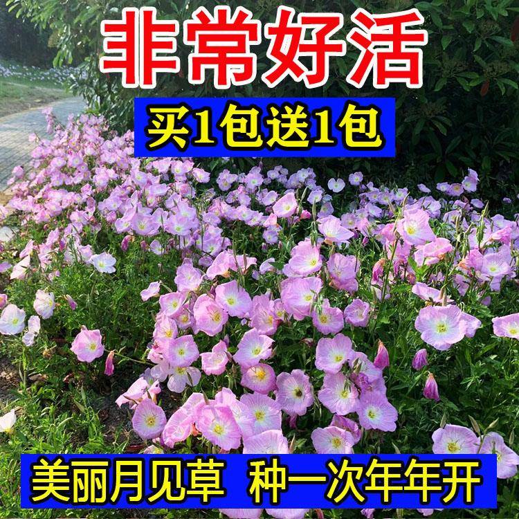 冬天室外易活多年生美丽月见草花种籽子庭院耐寒花卉花仔开花期长
