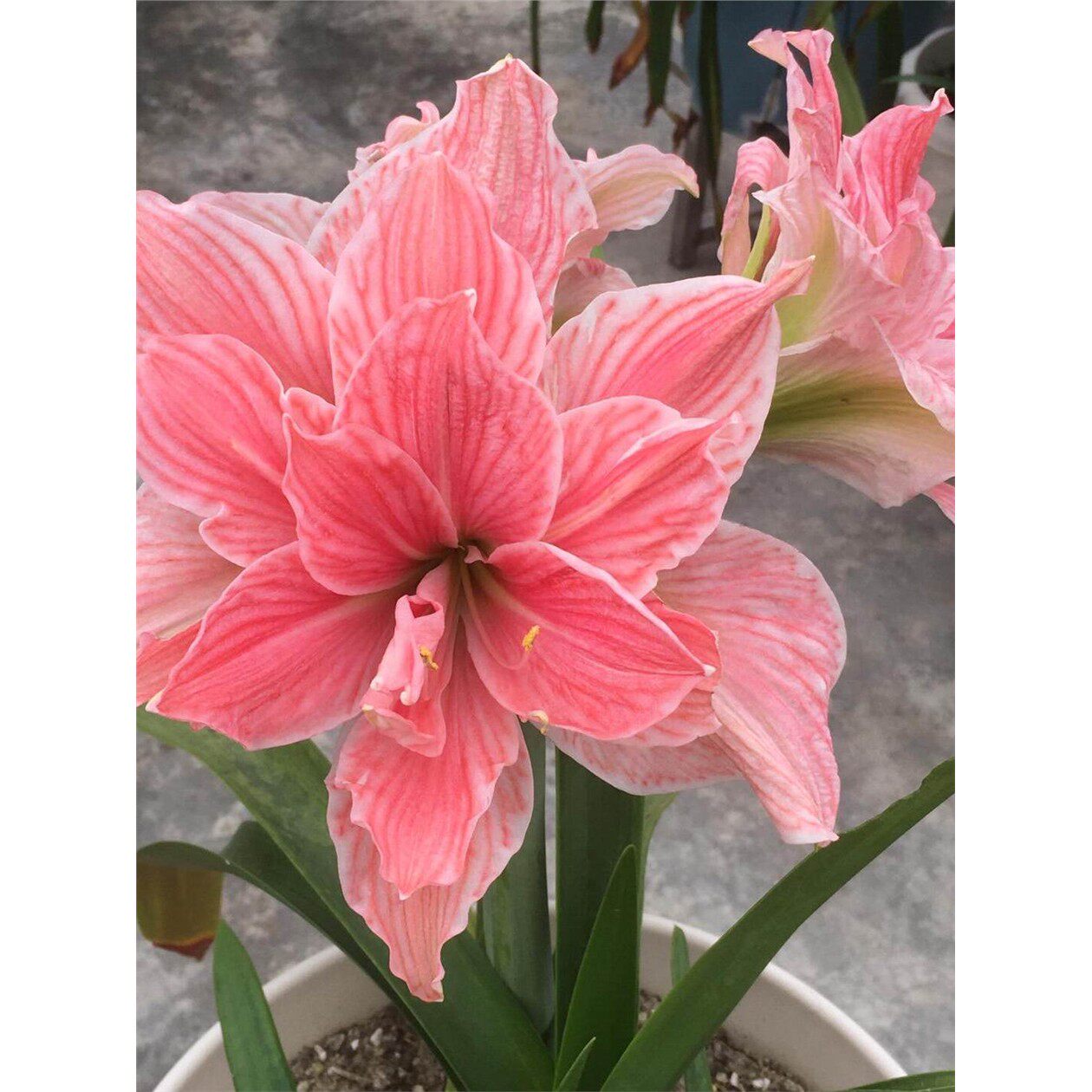 重瓣朱顶红种球盆栽花卉植物客厅绿植花卉庭院种植多年生球根阳台