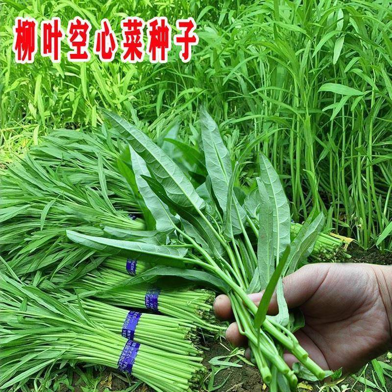泰国柳叶空心菜种子青菜种籽空心菜籽春季夏季四季水生盆栽蔬菜籽