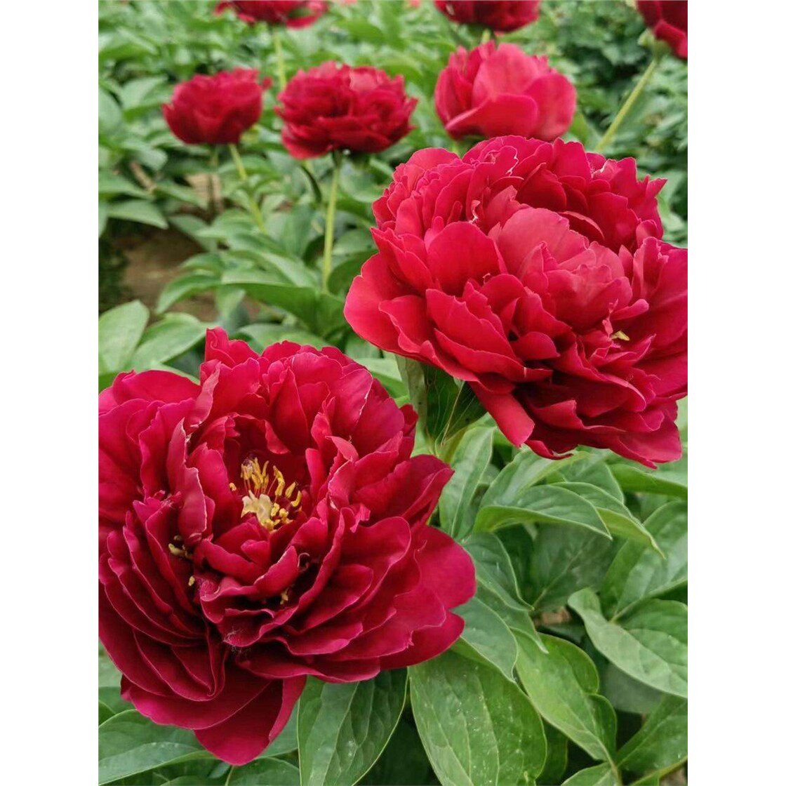 重瓣芍药花苗带芽大根块四季种植多年生阳台庭院粉色盆栽植物牡丹