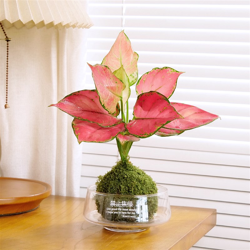 热销水培室内植物好养春羽t发财树竹柏如意办公室内桌易活小型绿