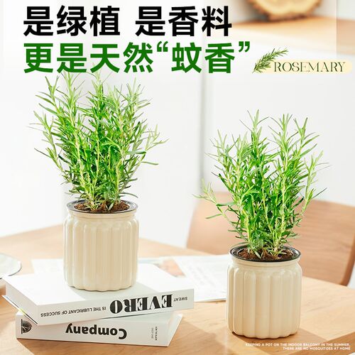 热销驱蚊迷迭香盆栽可食用牛排用水培植物室内桌R面办公室祛除蚊