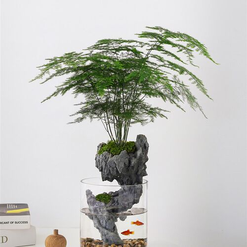热销发财树苔藓创意微景r观生态瓶鱼缸室内办公桌面盆栽绿植好养