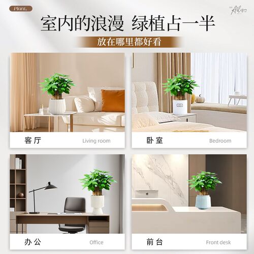 热销特级发财树室内绿植r四季常青办公室桌面小盆栽送礼招财植物