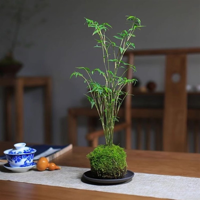 热销苔藓球植物h米竹红观音竹金明竹水培盆景客厅室内桌面观赏竹