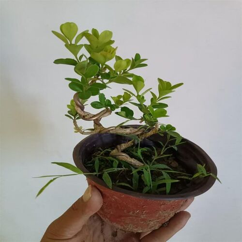 热销造型黄杨盆景四季常青茶w室书桌办公室内观叶绿植净化空气好
