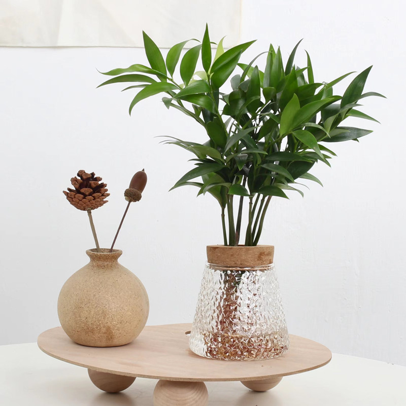 热销乐可植物 水培植o物春羽小铁树黑骨茶办公室桌面室内好养懒人