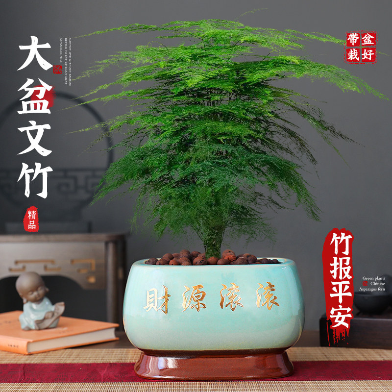 热销特级大盆文竹盆栽办公t室内桌面绿植四季常青花卉净化空气好