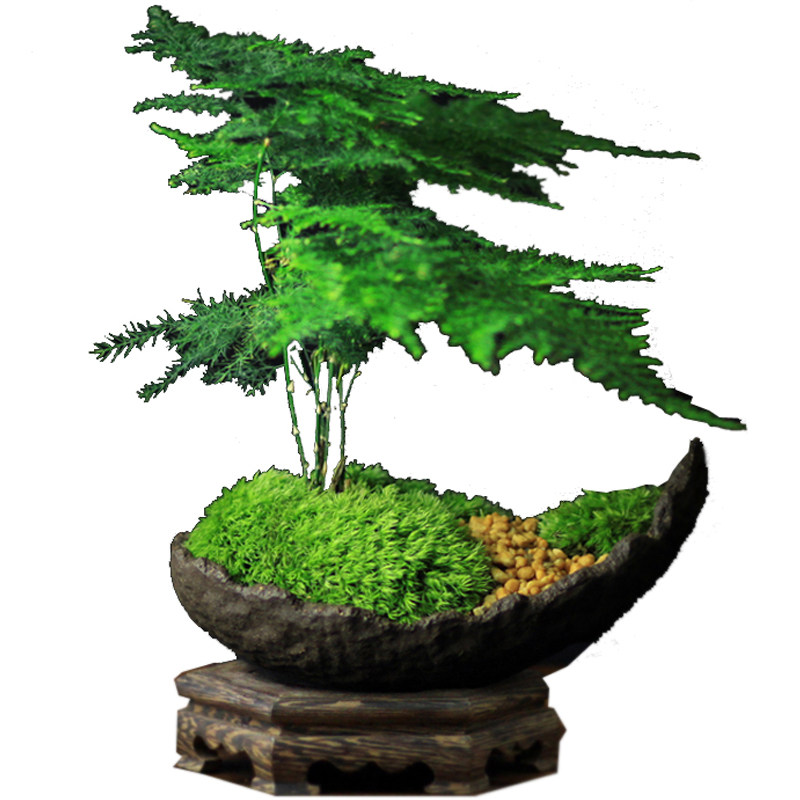 热销苔藓创意禅j意室内日式文竹盆景菖蒲微型茶几盆栽茶桌小盆栽