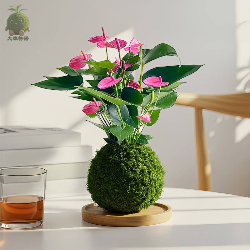 热销齐祖苔藓球四季开花苔玉粉掌紫掌G办公室桌面花卉好养盆栽绿