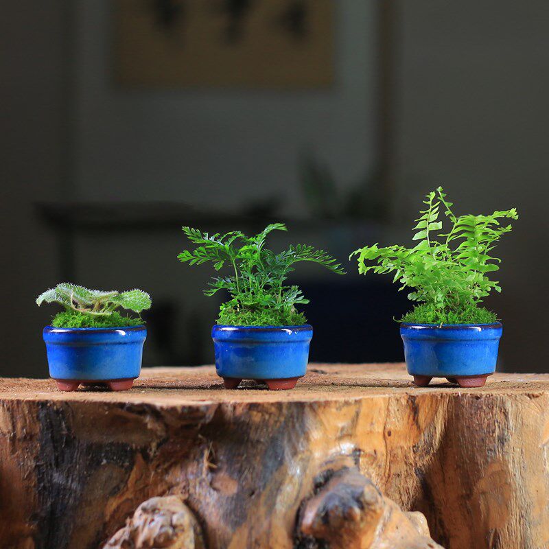 热销苔藓微景观室内蕨类植物超迷你小盆栽桌N面绿植摆件办公室狼
