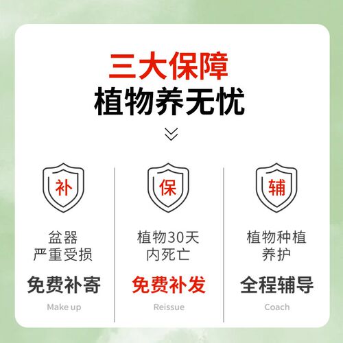 热销发财树盆栽桌面绿植招财摆件办公室盆景室Q内客厅懒人好养四