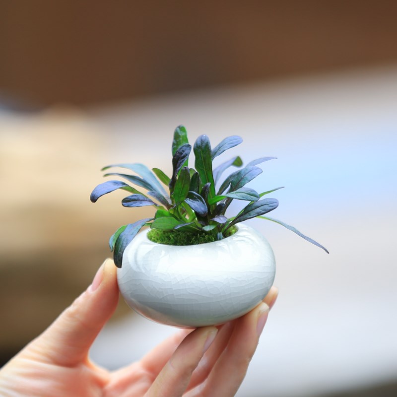 热销迷你小盆栽茶桌植物办公桌z盆景虎耳草九里香罗汉松室内绿植