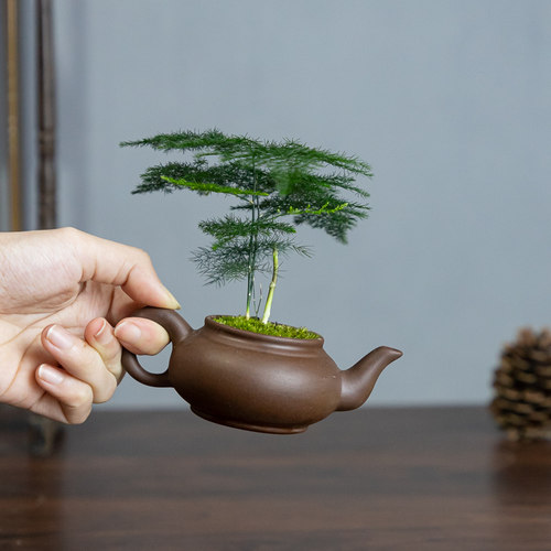 热销茶壶文竹盆栽盆景精品高端懒人植物室内办公桌V面室绿植好养