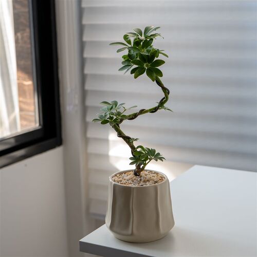 热销植物造型鸭脚木盆栽室内办公室客厅招财N好养绿植四季桌面花