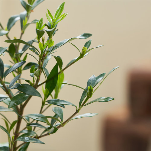热销小叶b栀子花四季盆栽植物室内好养办公室桌面带盆景花苞开花
