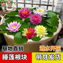 睡莲水培植物四季开花睡莲根块带花苞根块莲荷花水养户外池塘水生