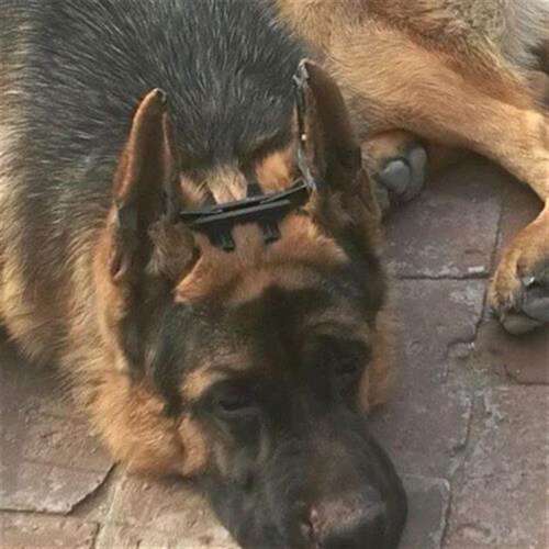 狗狗立耳器贴锤系德牧黑