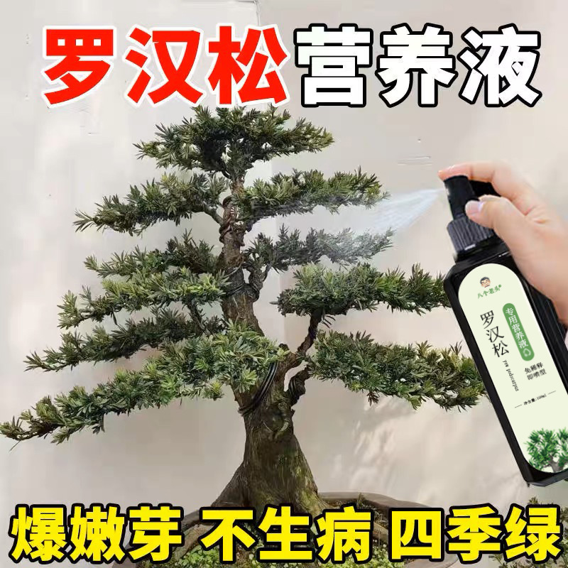 供应八个老头补水罗汉松专用营养液肥防黄叶干枯烂根生长缓慢