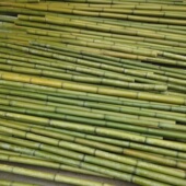 现砍新鲜高山青竹竹子竹筒竹竿婚庆花艺装 饰幼儿园环创短竹摆件