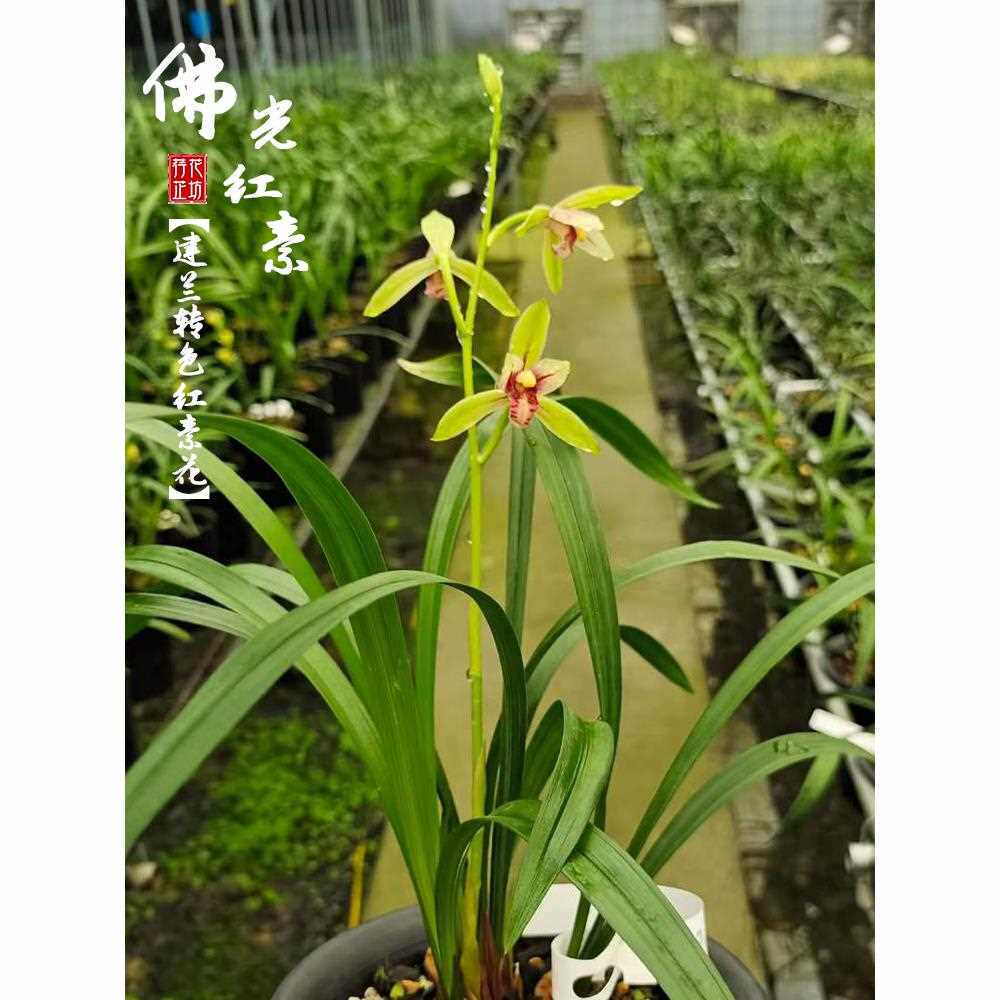 建兰佛光红素夏秋带花苞四季转色兰花苗原生老种室内喜阴花卉幽香